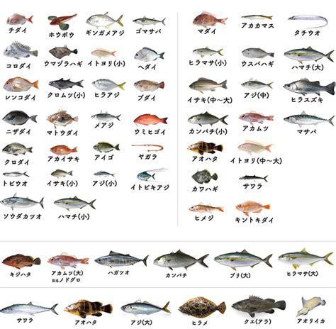 魚種類 灶造詞